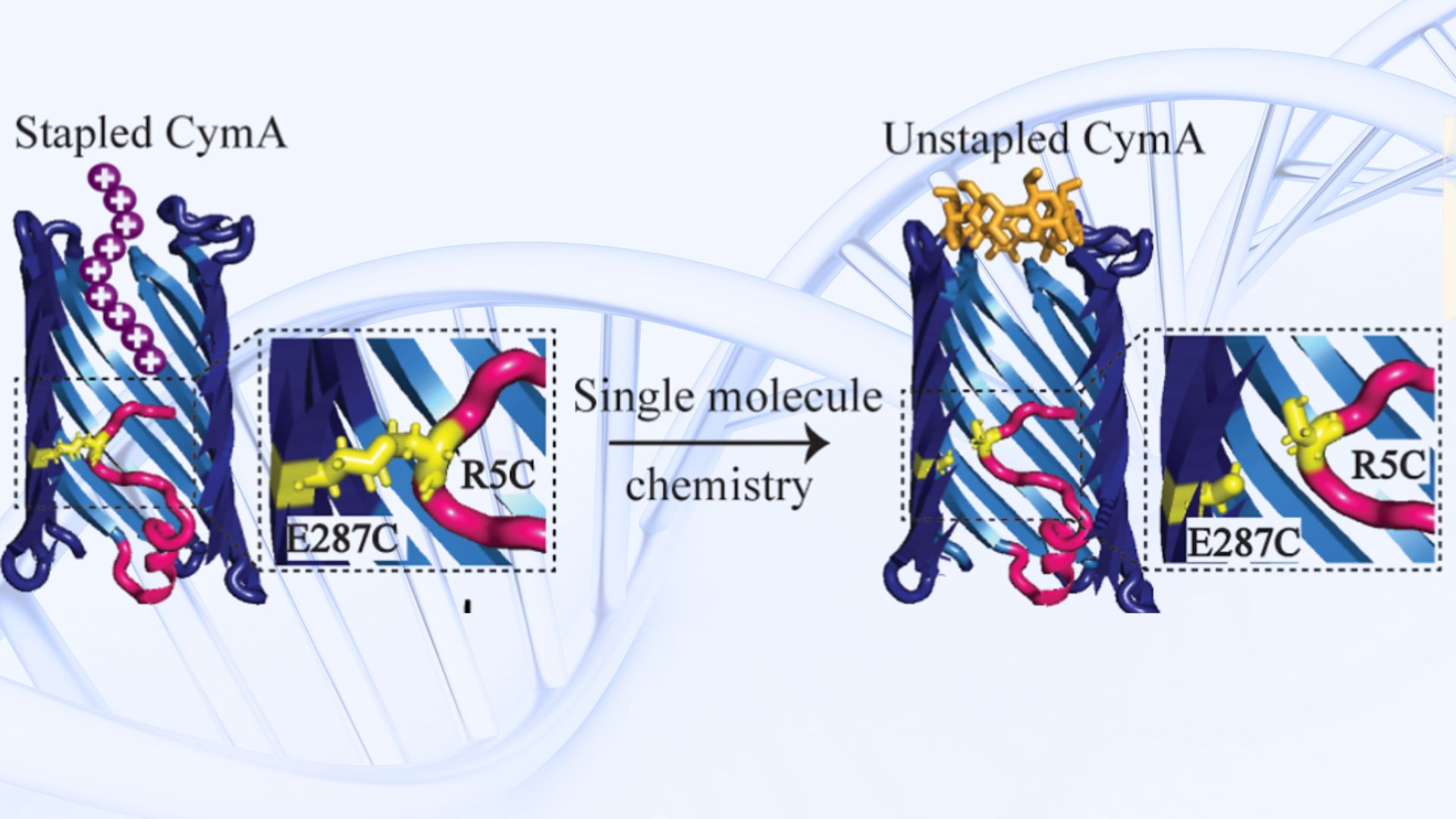 Researchers staple proteins to engineer a dynamic bacterial sieve to detect molecules